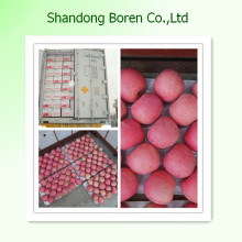 Suministro de Shandong Fresh Red FUJI Apple